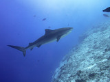 Tiger Shark (Galeocerdo cuvier)