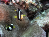 Clarks Anemonefish (Amphiprion clarkii)