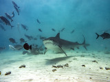 Tiger Shark (Galeocerdo cuvier)