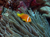 Amphiprion nigripes (Maldive anemonefish or blackfinned anemonefish)