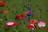 IMG_2065.jpg