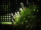 Everyday Images