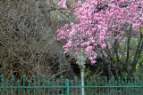 The Scent of Cherry Blossoms, NSW