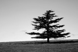 The Trail of the Lonesome Pine