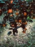 Mandarin Tree