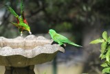 lorikeets