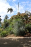 Xanthorrhoea ~ Toowoomba Queens Park