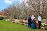 Toowomba Flower Carnival 2020