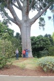 Big Tree