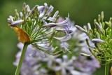 A purple Blooming Flower