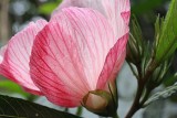 Hibiscus Heterophyllus AKA Native Rosella