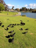 A walk around Lake Weroona