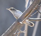 DSC_4828b.jpg