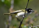 DSC_7441b.jpg