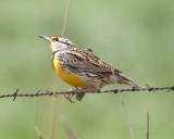 DSC_7824b.jpg