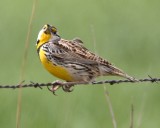 DSC_7825b.jpg