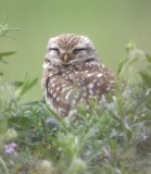 DSC_7835bb.jpg