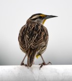Birding NW OKC with Rich and Karen C, April 2019