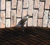 DSC_5197b.jpg