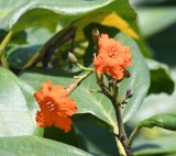 DSC_5380b.jpg