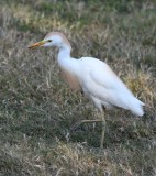 DSC_5782b.jpg
