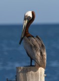 DSC_5810b.jpg
