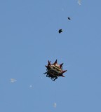 DSC_4498b.jpg