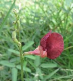 IMG_4332b.jpg