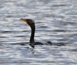 DSC_3901b.jpg