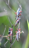 DSC_4151b.jpg