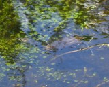 DSC_3282b.jpg