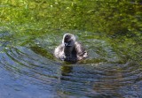 DSC_3289b.jpg