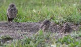 DSC_3631b.jpg