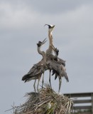 DSC_0355b.jpg