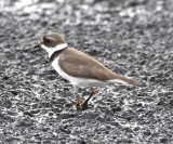 DSC_0923b.jpg