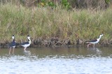 DSC_1085b.jpg