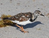 DSC_1337b.jpg