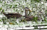 DSC_2260b.jpg