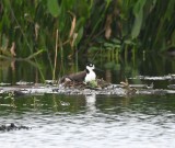 DSC_2261b.jpg