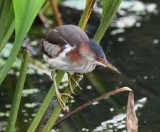 DSC_2270b.jpg
