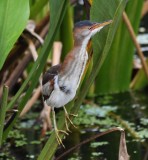 DSC_2277b.jpg