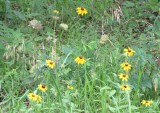IMG_5291b.jpg