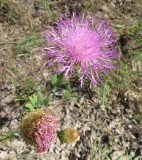 IMG_5186b.jpg