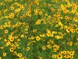 IMG_5273b.jpg