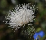 DSC_8377b.jpg
