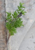 DSC_8415b.jpg