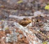 DSC_8425b.jpg
