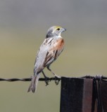 DSC_8459b.jpg