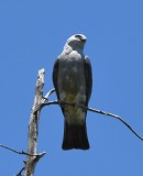 DSC_8500b.jpg