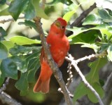 DSC_8545b.jpg
